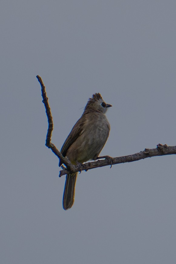 Yellow-vented Bulbul - ML645883153