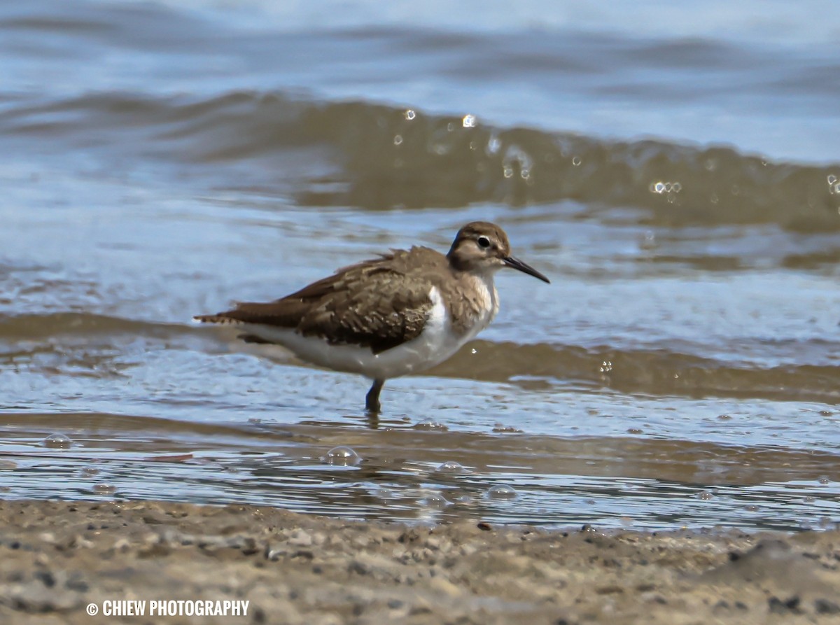 Common Sandpiper - ML645883155