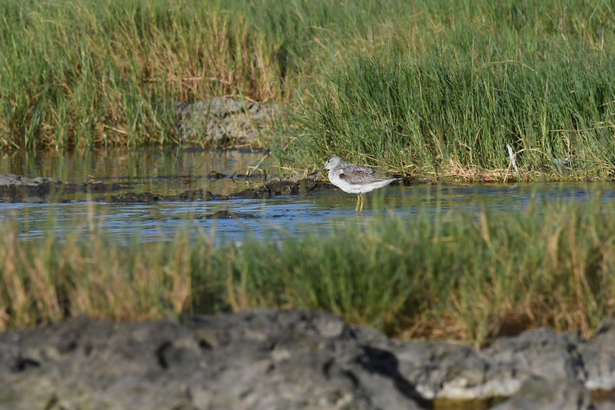 Nordmann's Greenshank - ML645883156
