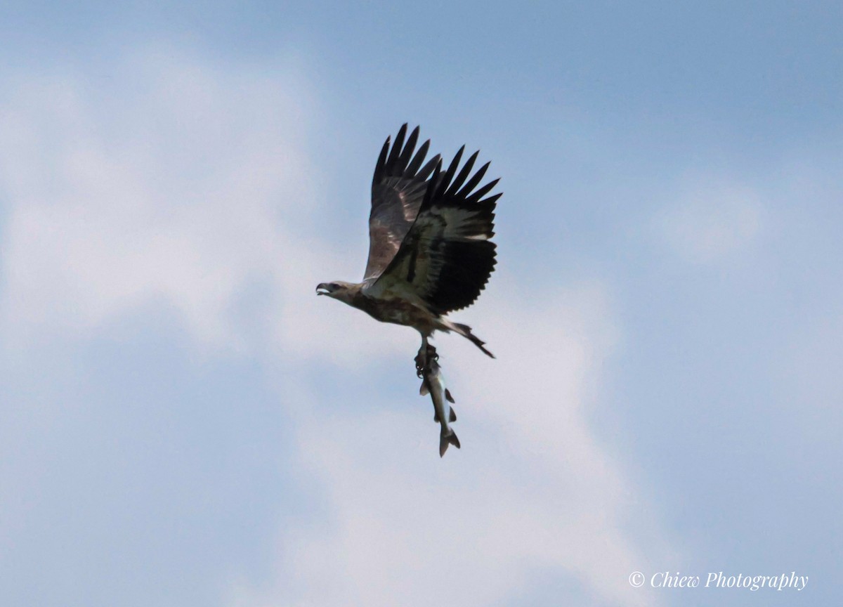 White-bellied Sea-Eagle - ML645883157