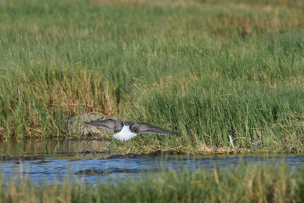 Nordmann's Greenshank - ML645883158