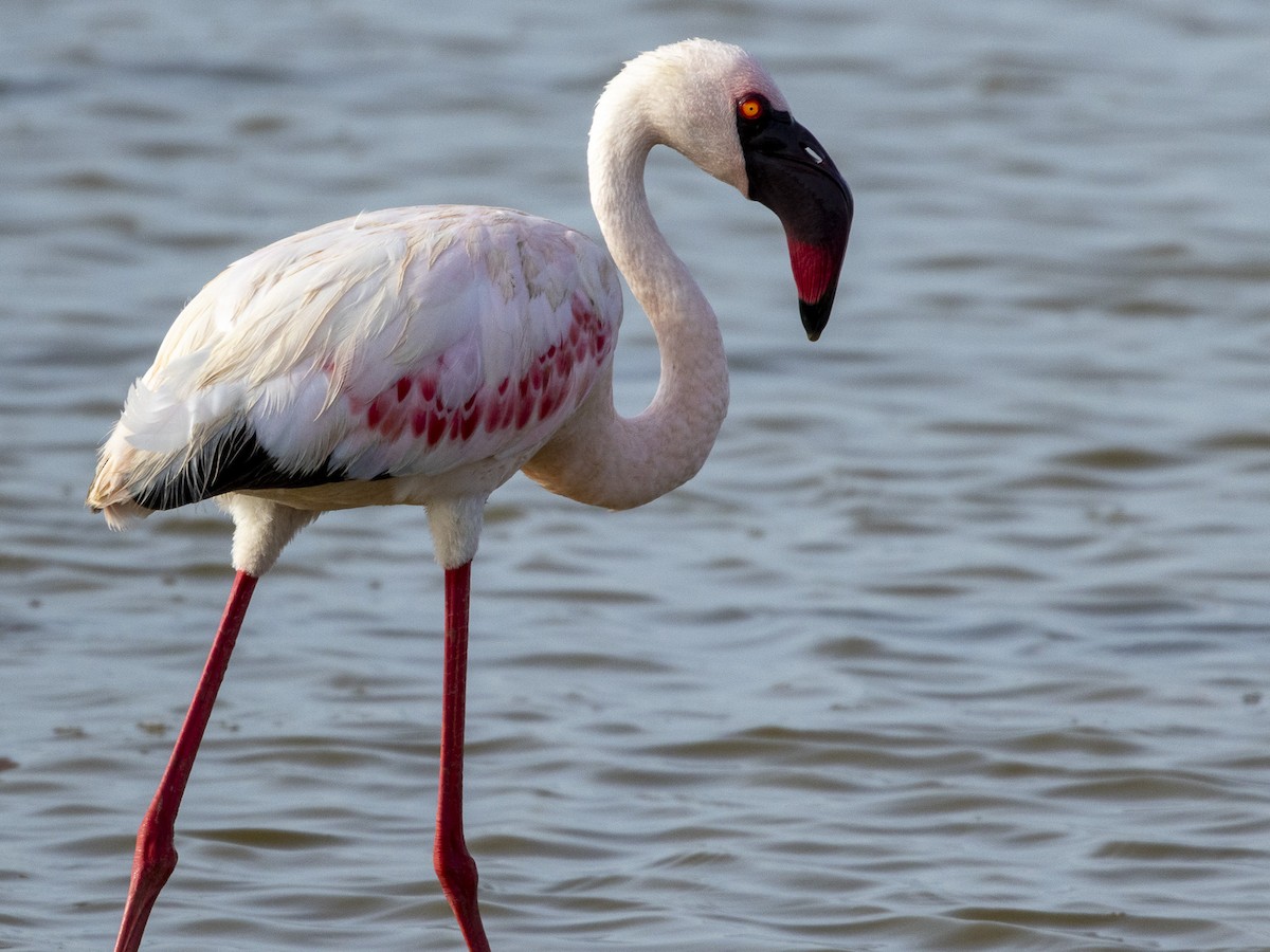 Zwergflamingo - ML645883167