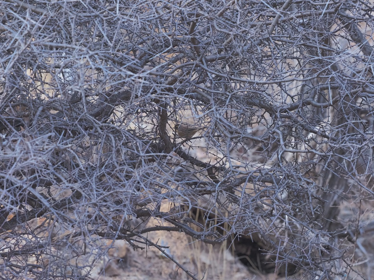 Accenteur montanelle - ML645883172