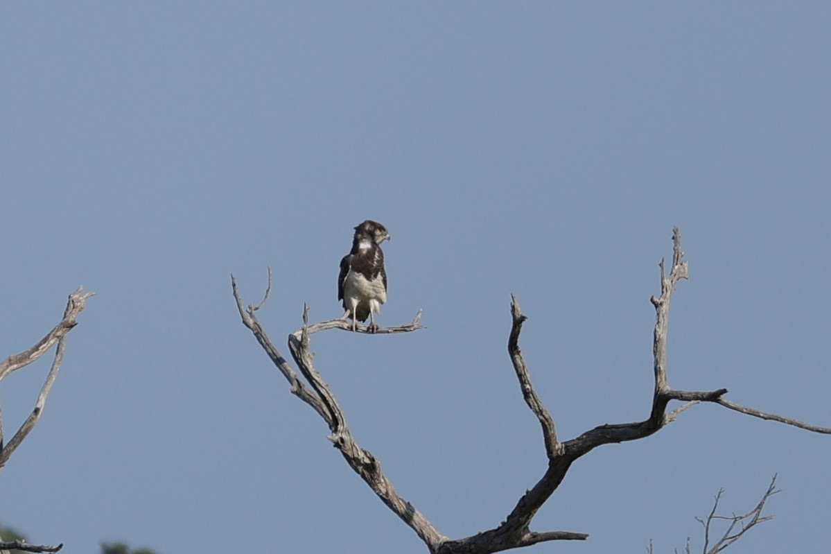 Black-chested Snake-Eagle - ML645883193