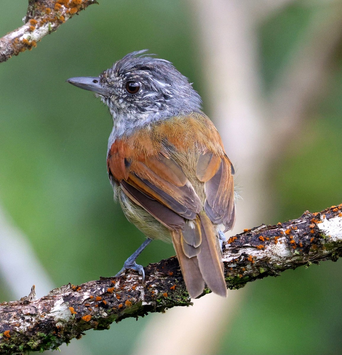 Rufous-backed Antvireo - ML645883198