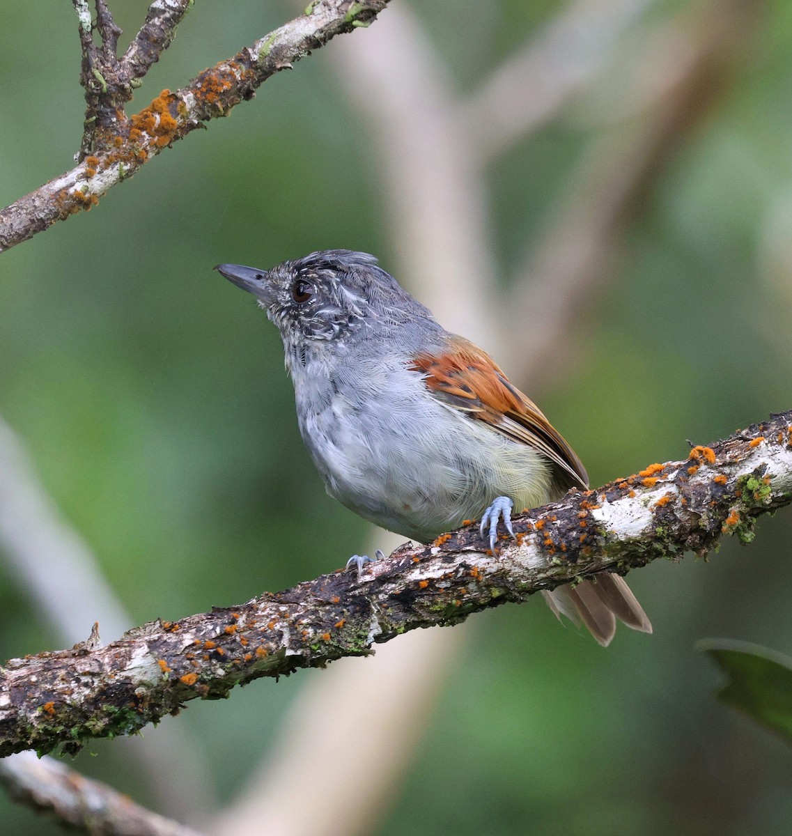 Rufous-backed Antvireo - ML645883199