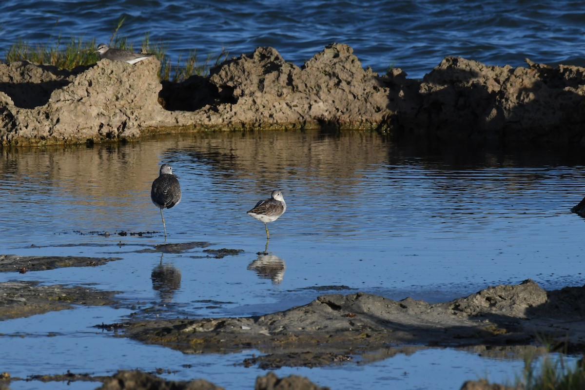 Nordmann's Greenshank - ML645883204