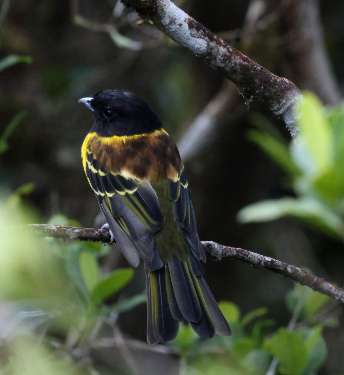 Hooded Berryeater - ML645883210