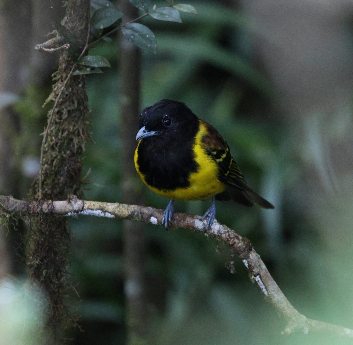 Hooded Berryeater - ML645883211