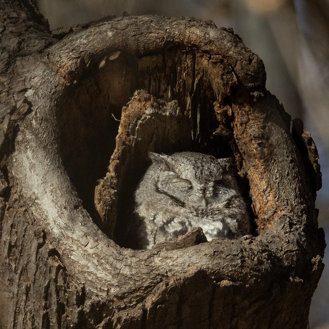 Eastern Screech-Owl - ML645883215