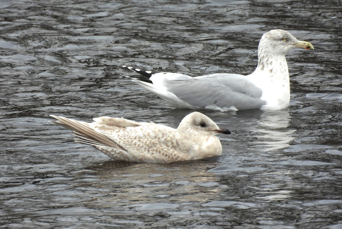 Kaio hegalzuria - ML645883216