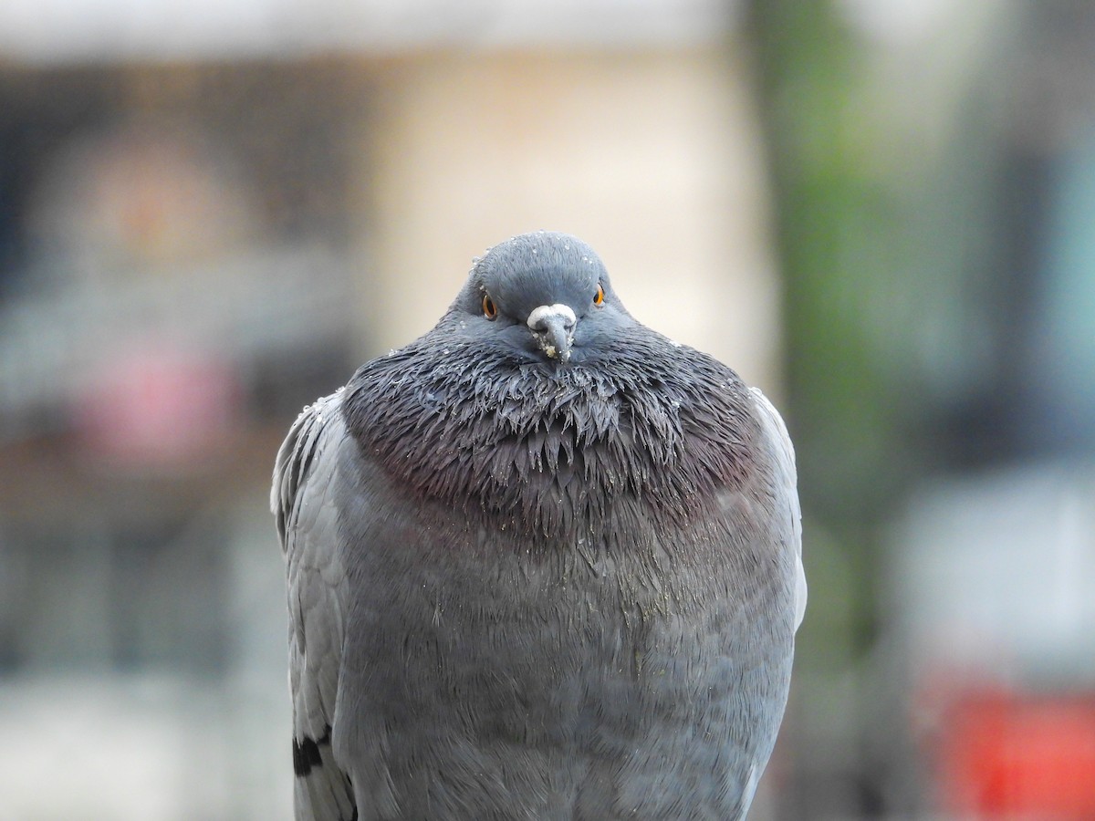 Piccione domestico - ML645883219