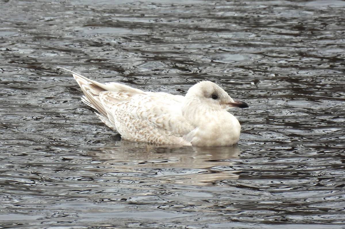 Kaio hegalzuria - ML645883220