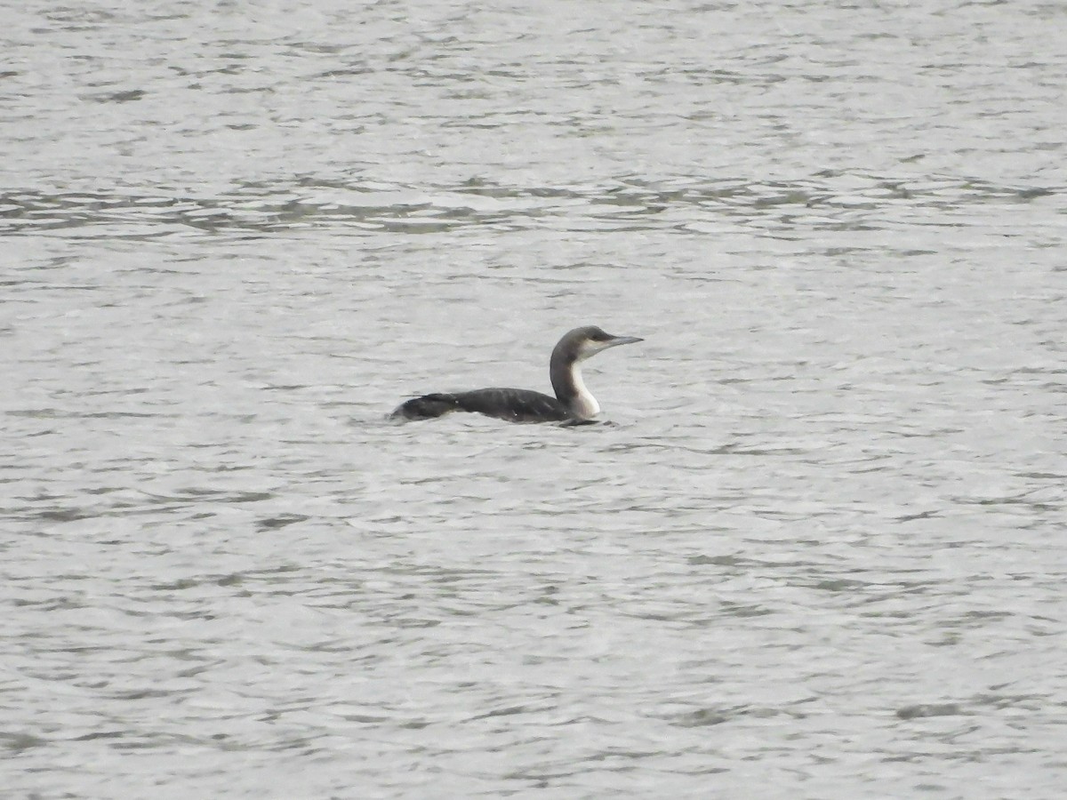 Strolaga mezzana - ML645883223