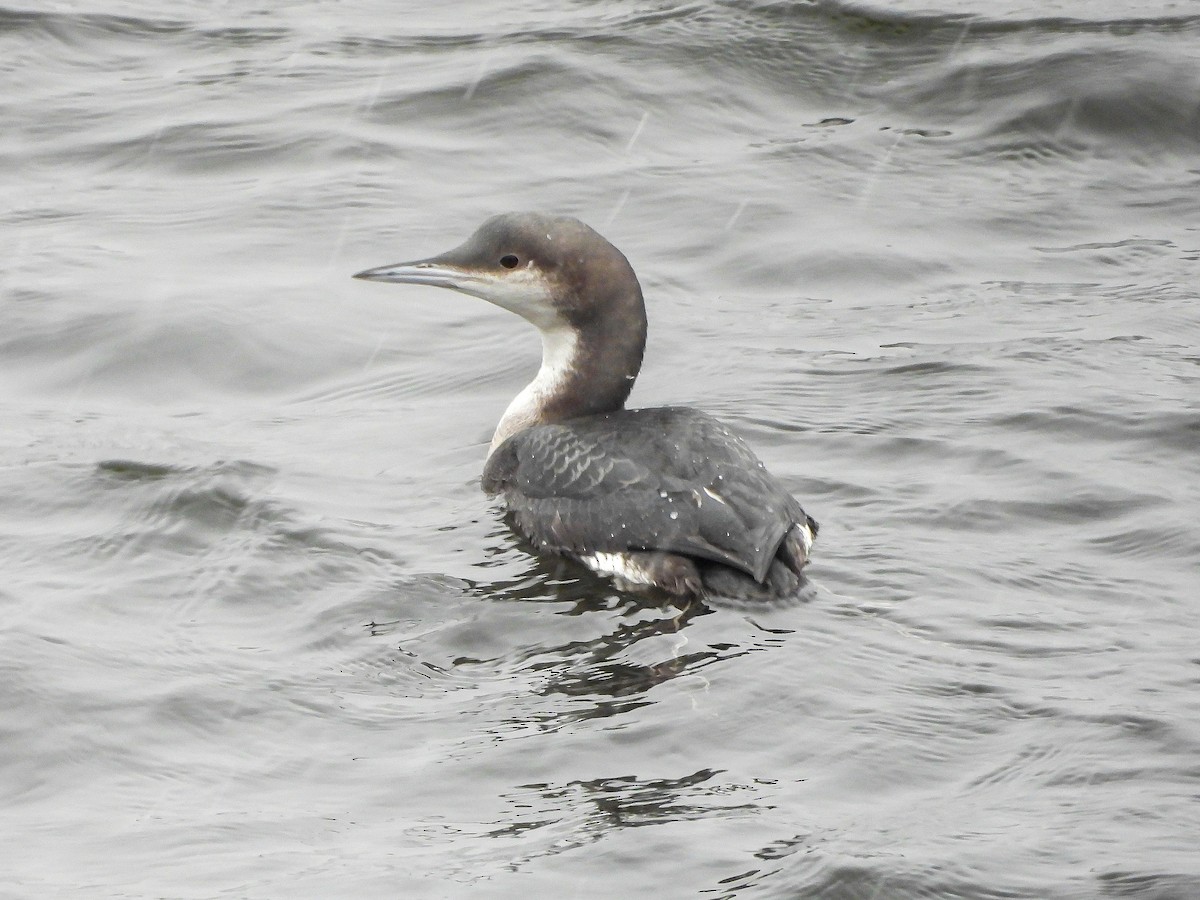 Strolaga mezzana - ML645883224