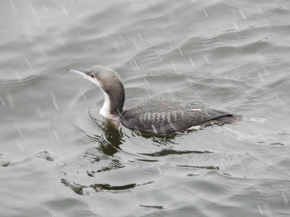 Strolaga mezzana - ML645883225