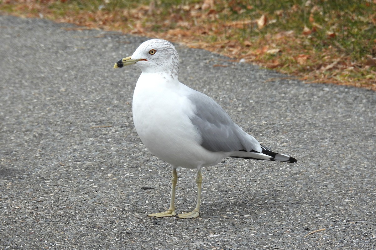 Delawareko kaioa - ML645883226