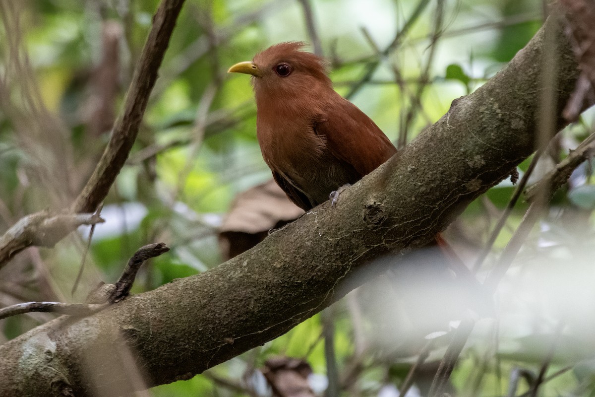 Little Cuckoo - ML645883229