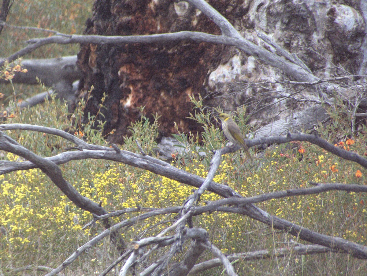 Yellow-plumed Honeyeater - ML645883230