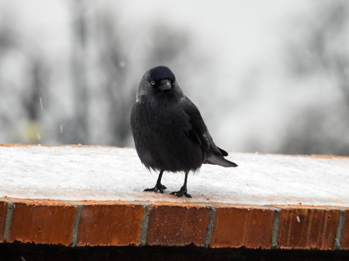 Taccola - ML645883233