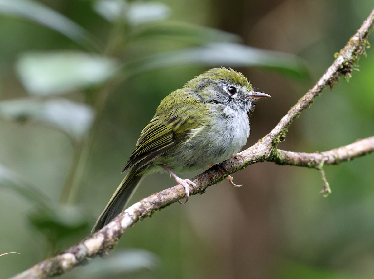 Serra do Mar Bristle-Tyrant - ML645883234