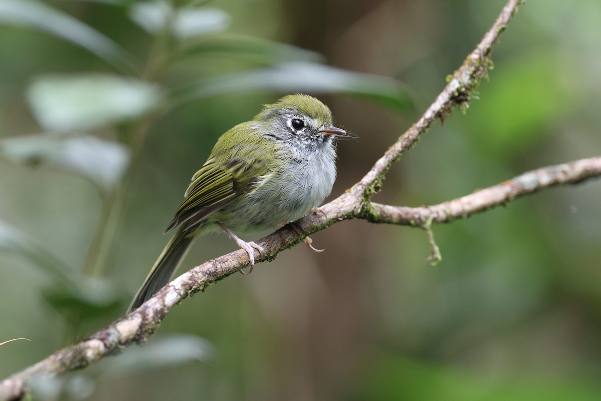 Serra do Mar Bristle-Tyrant - ML645883235