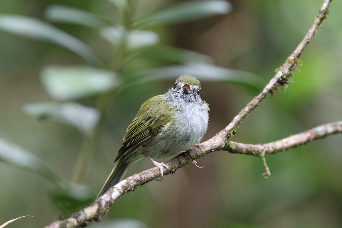 Serra do Mar Bristle-Tyrant - ML645883236