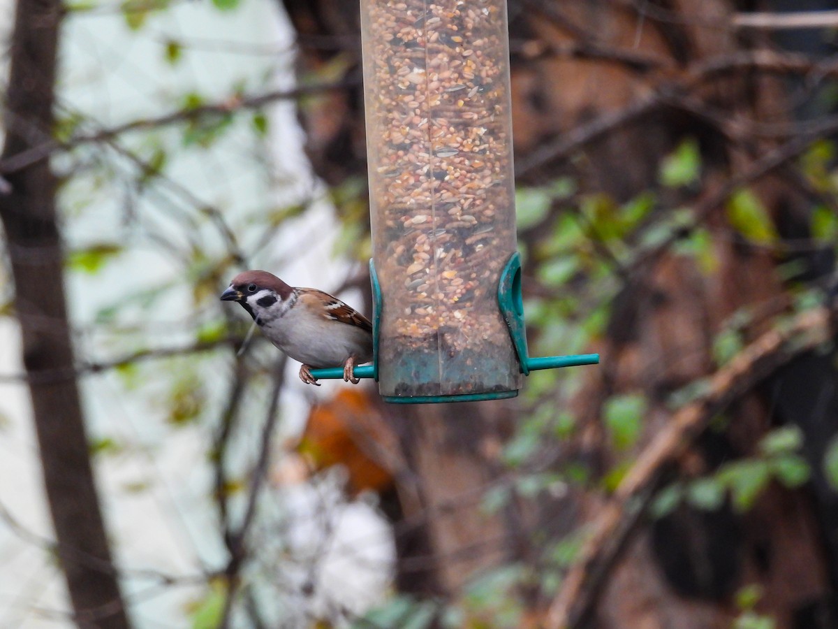 Eurasian Tree Sparrow - ML645883237