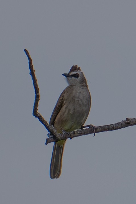 Yellow-vented Bulbul - ML645883239