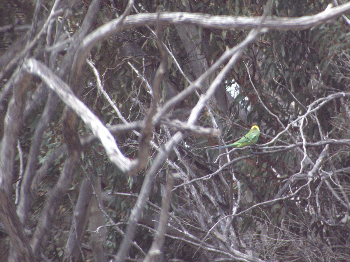 Australian Ringneck - ML645883240
