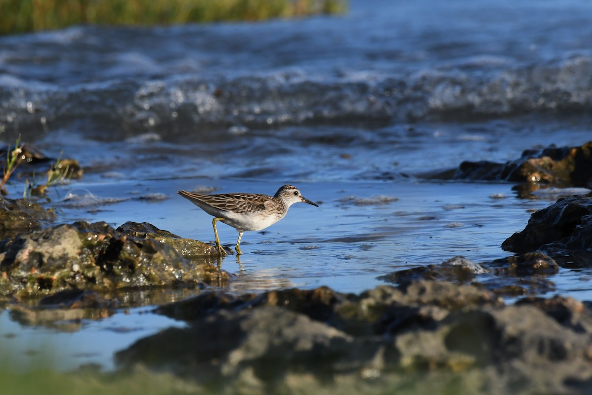Long-toed Stint - ML645883241