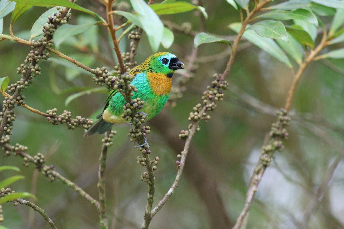 Brassy-breasted Tanager - ML645883243