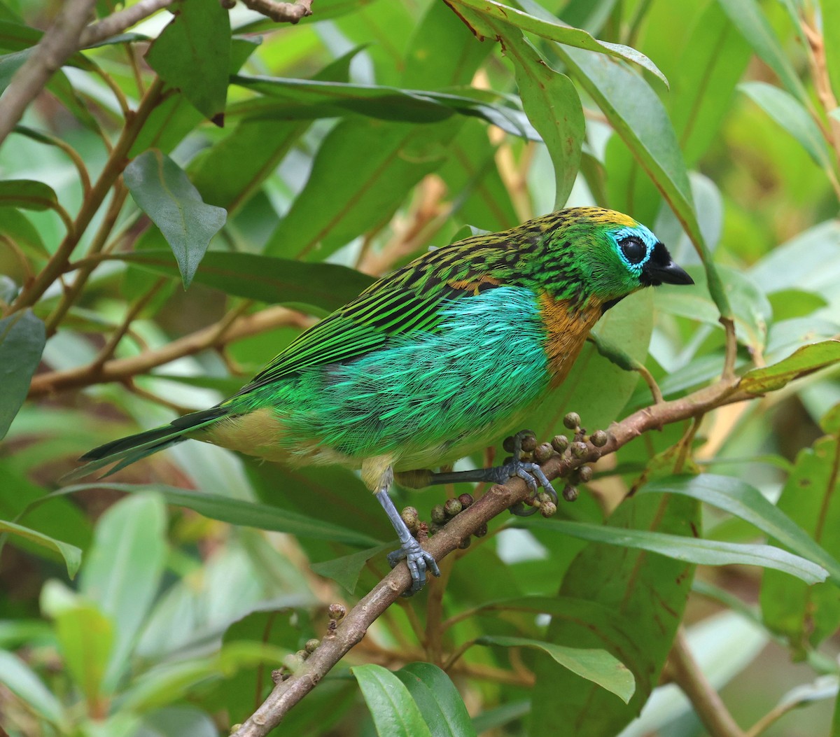 Brassy-breasted Tanager - ML645883244