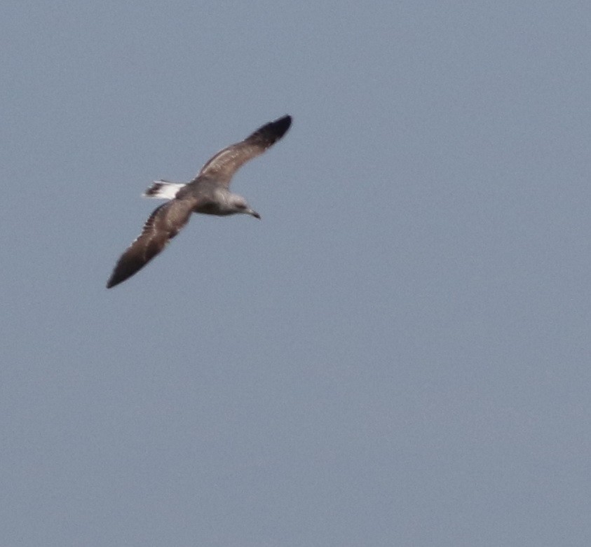 Lesser Black-backed Gull - ML645883245