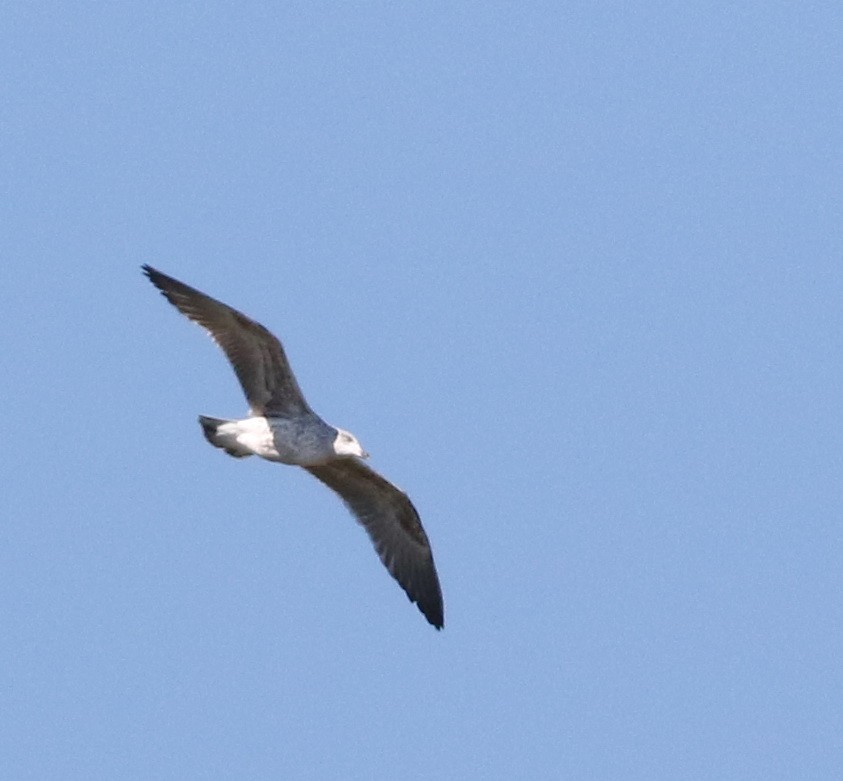 Lesser Black-backed Gull - ML645883248