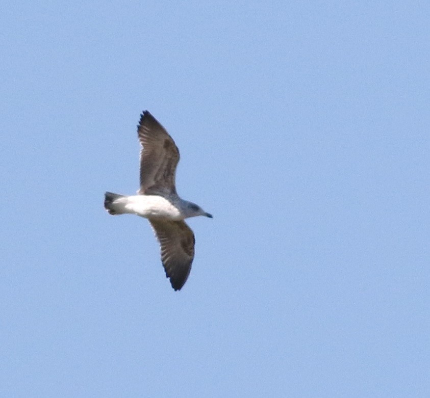 Lesser Black-backed Gull - ML645883250
