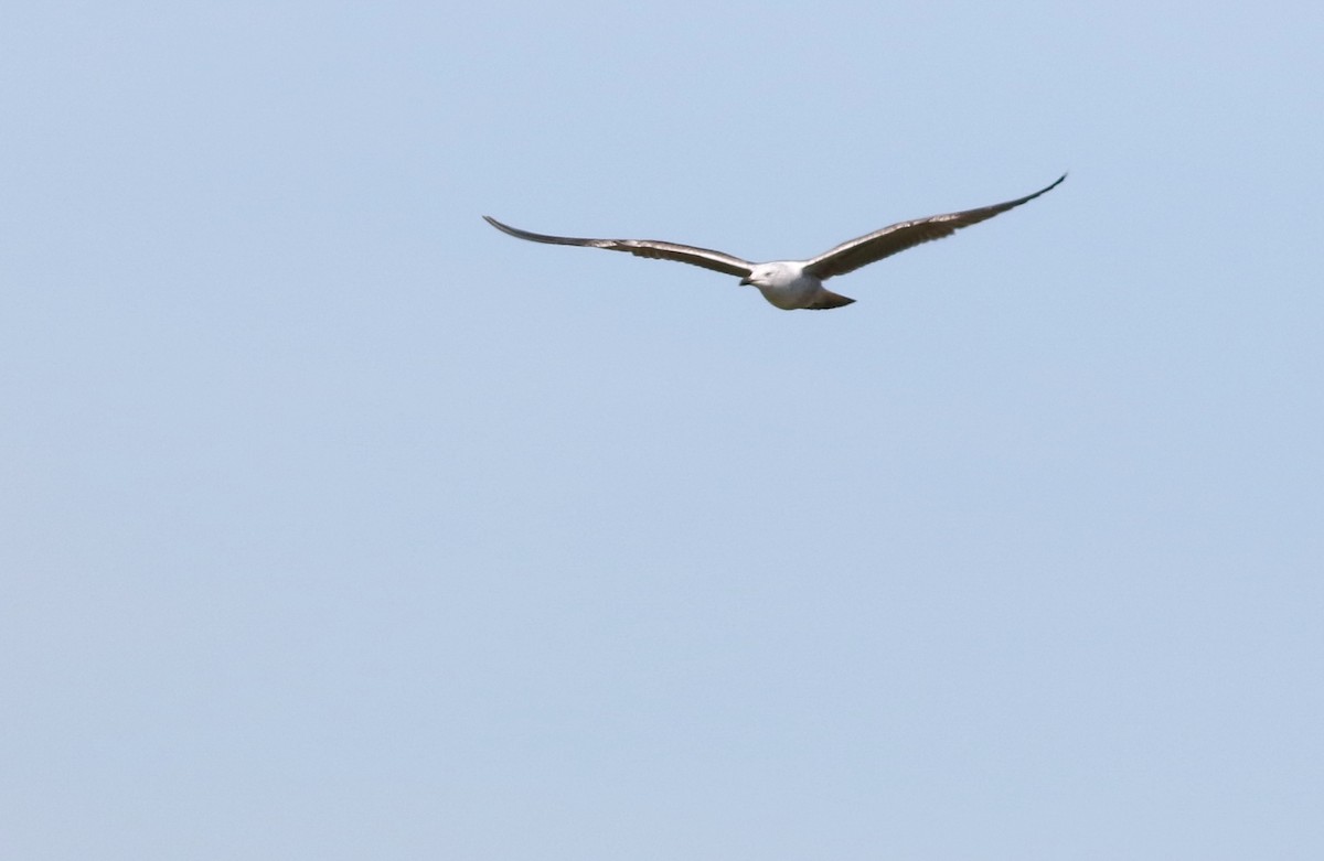 Lesser Black-backed Gull - ML645883251