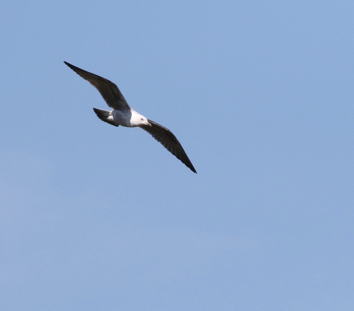 Lesser Black-backed Gull - ML645883252