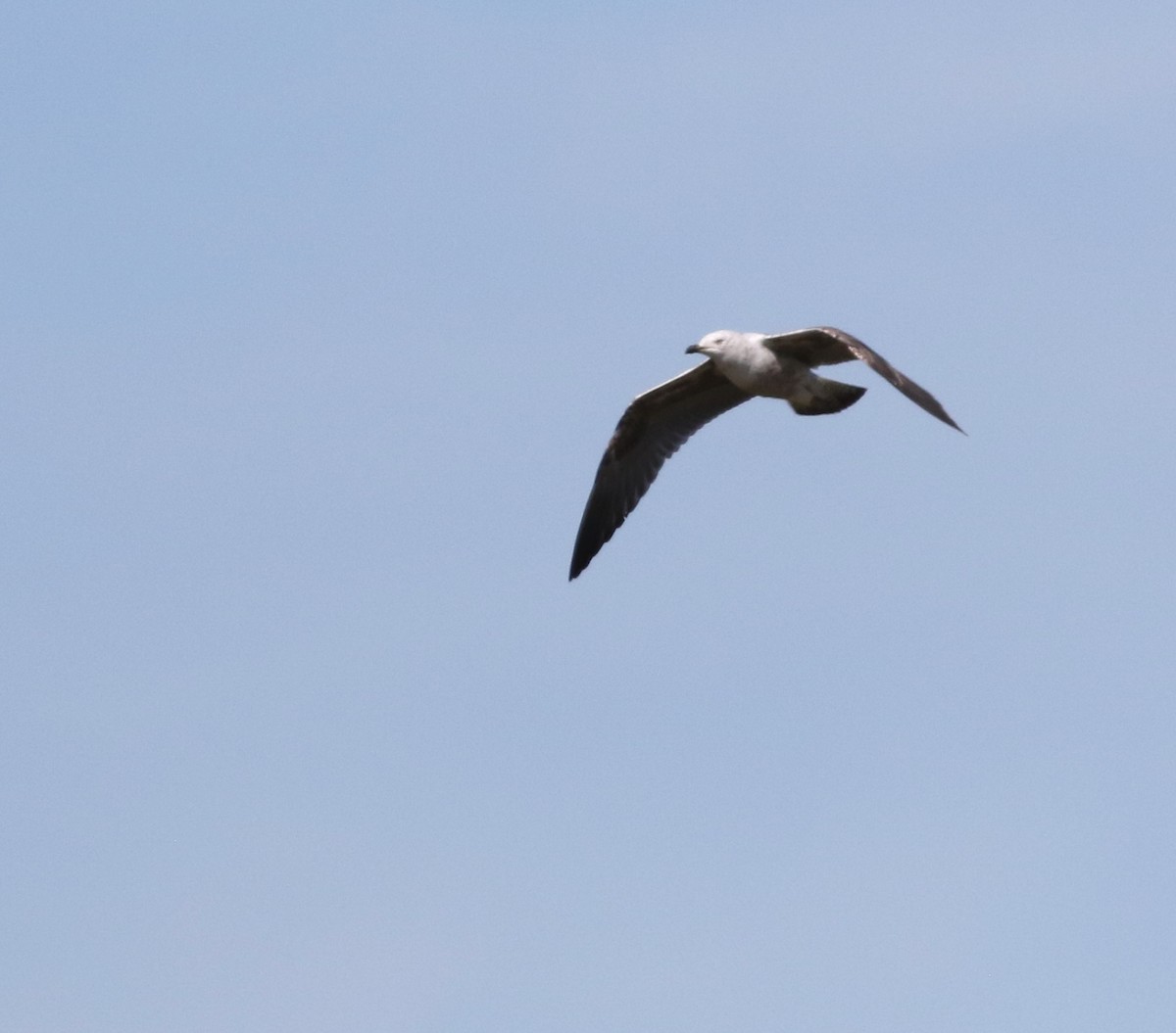 Lesser Black-backed Gull - ML645883253