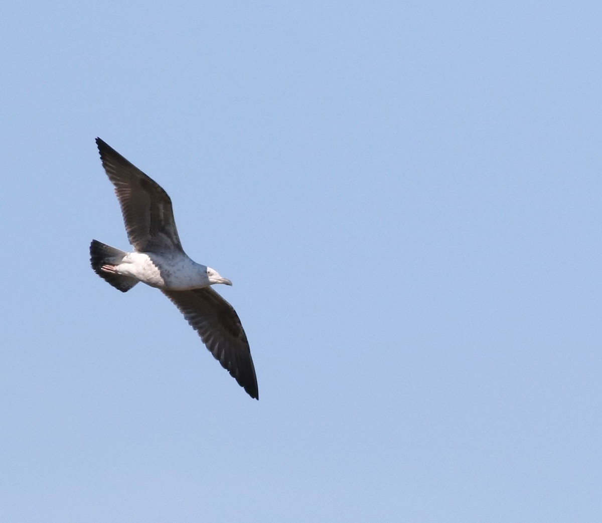 Lesser Black-backed Gull - ML645883254