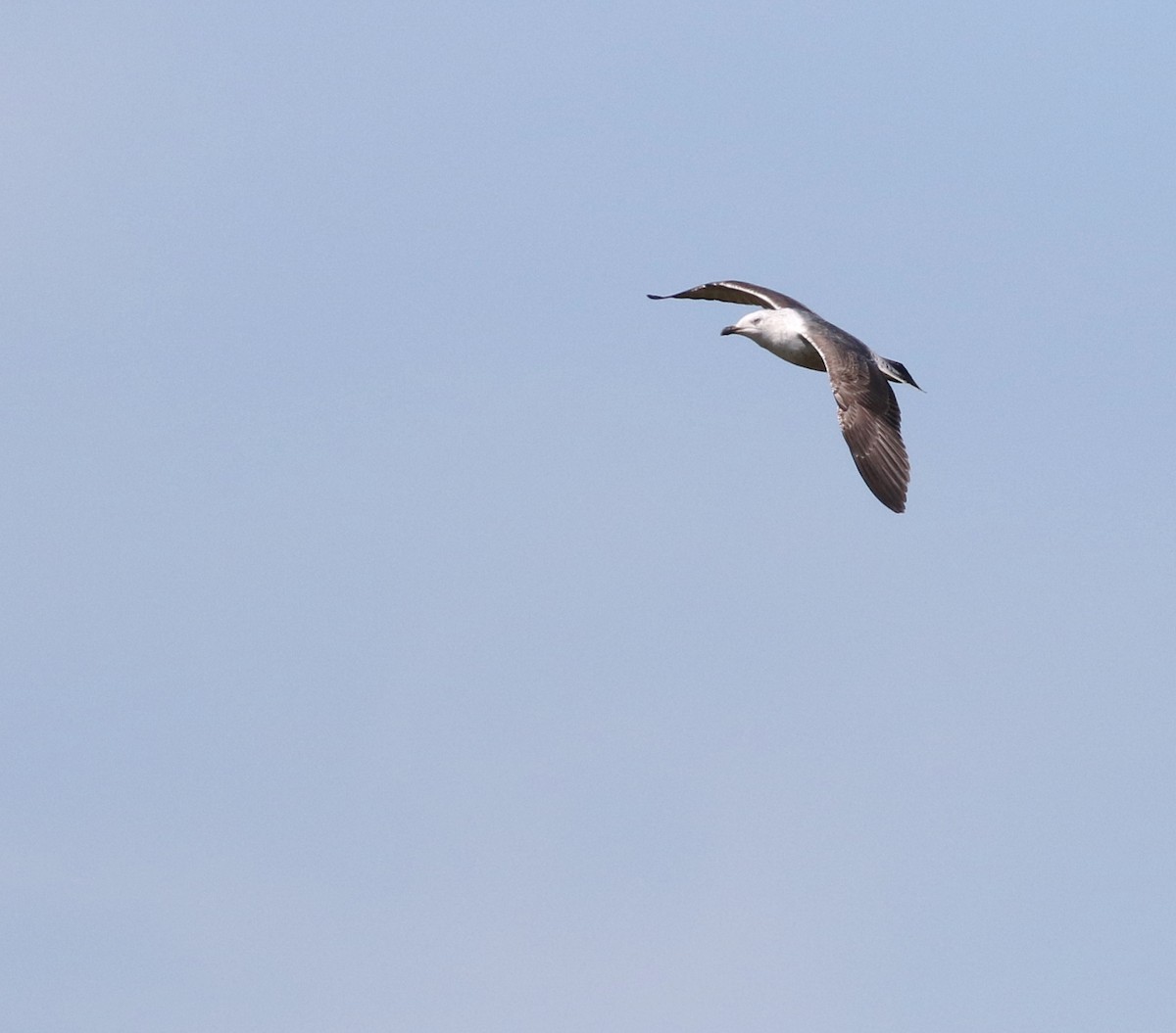 Lesser Black-backed Gull - ML645883255