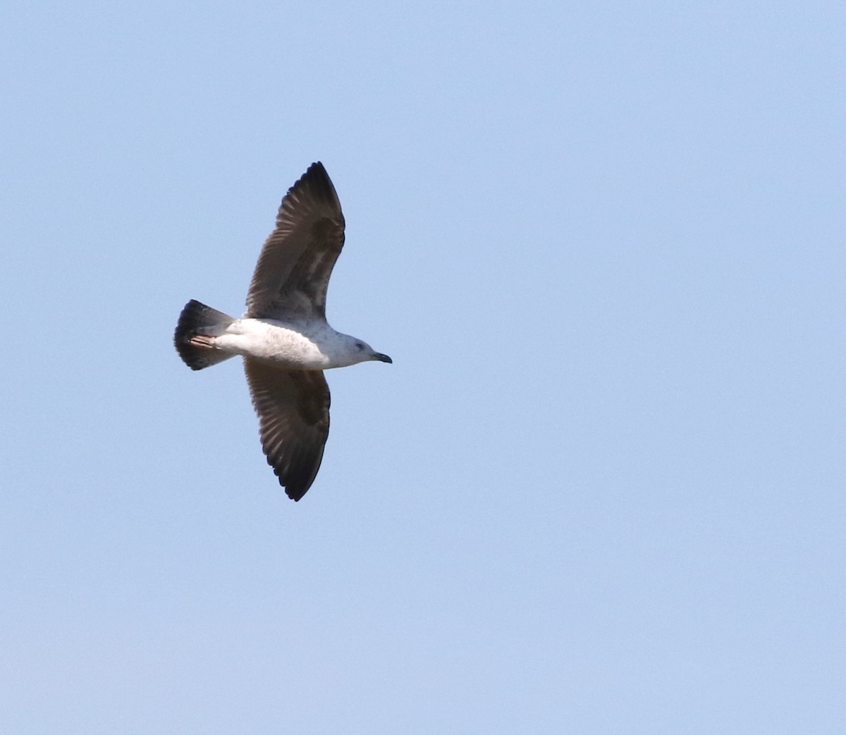 Lesser Black-backed Gull - ML645883256