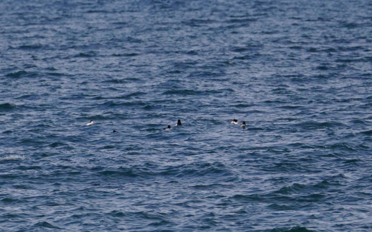 Common Goldeneye - ML645883258