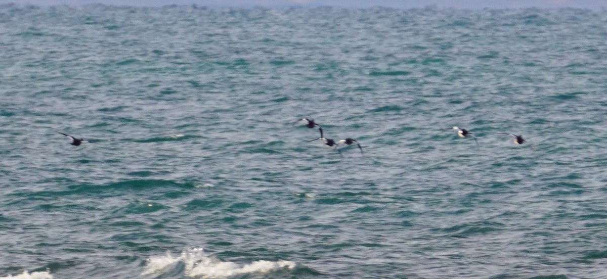 Common Goldeneye - ML645883260