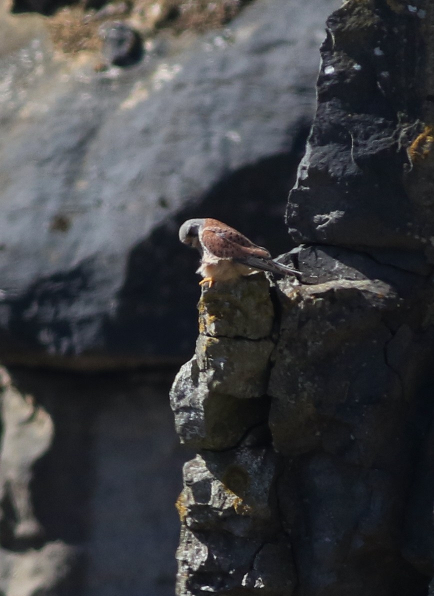 Eurasian Kestrel - ML645883261