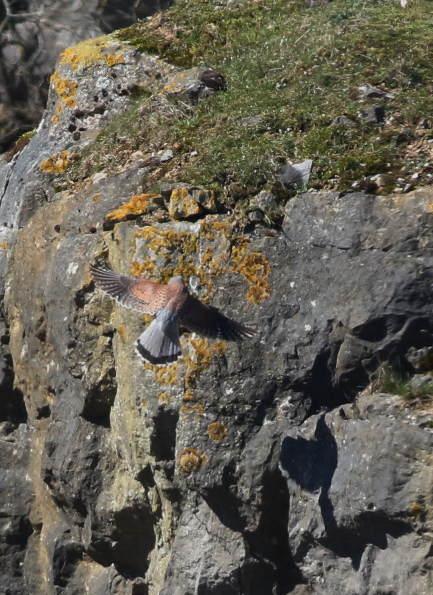 Eurasian Kestrel - ML645883262