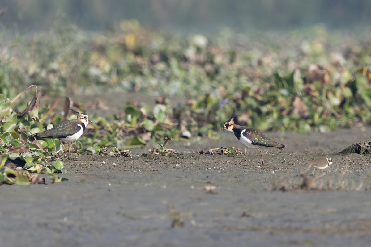 Northern Lapwing - ML645883263