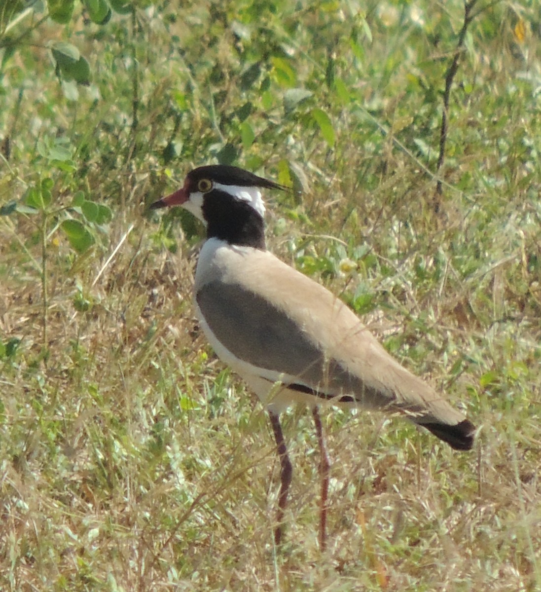 Black-headed Lapwing - ML645883264