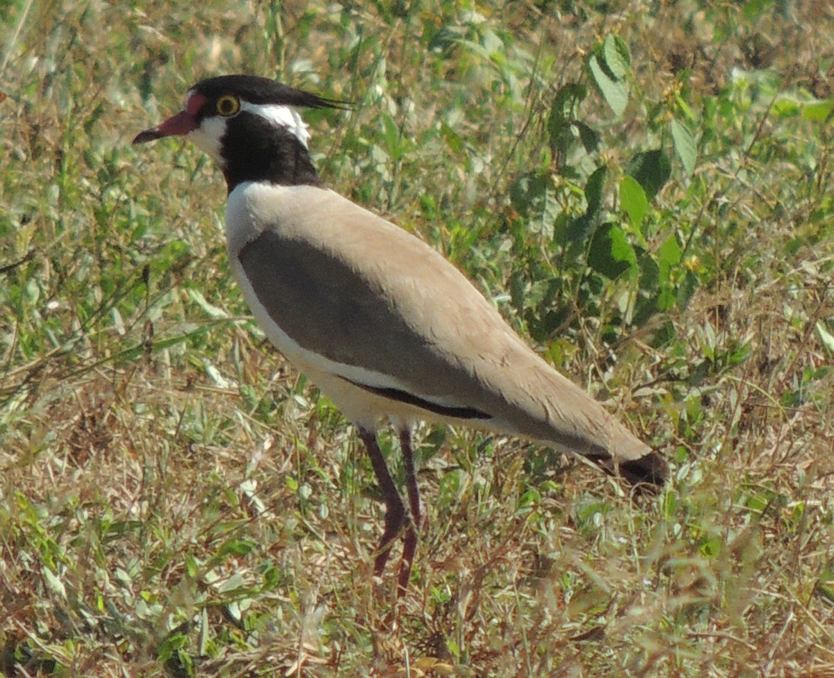 Black-headed Lapwing - ML645883265