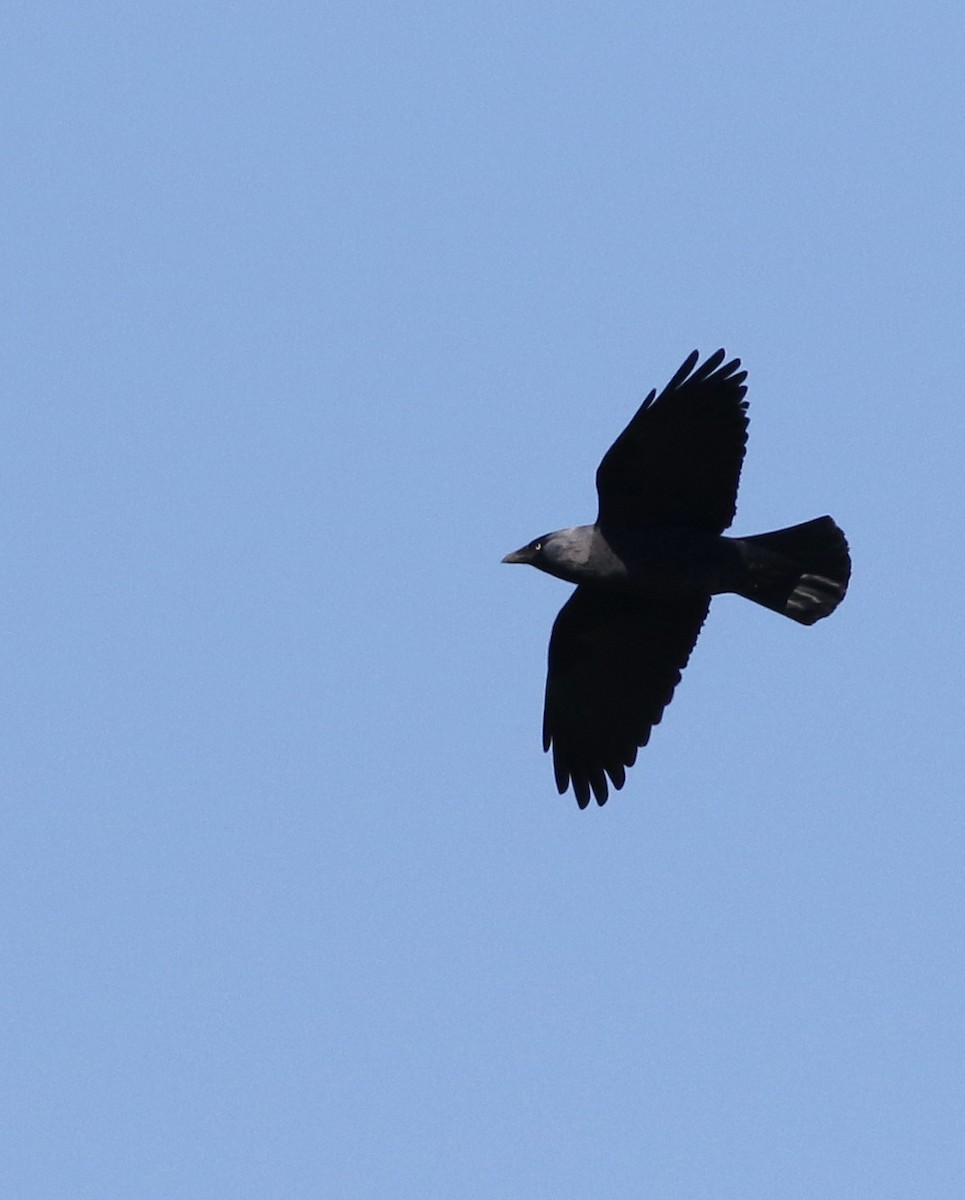 Eurasian Jackdaw - ML645883266